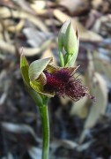 Calochilus stramenicola - Wandoo Beard Orchid