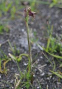 Calochilus uliginosus - Swamp Beard Orchid