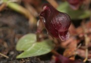 Corybas abditus - Small Hemet Orchid
