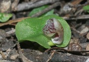 Corybas limpidus - Crystal Helmet Orchid