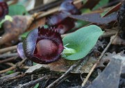 Corybas recurvus - Helmet Orchid
