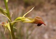 Cryptostylis ovata - Slipper Orchid