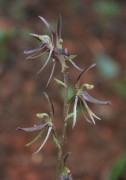 Cyrtostylis huegelii - Midge Orchid