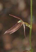 Cyrtostylis robusta - Mosquito Orchid
