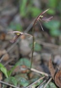 Cyrtostylis robusta - Mosquito Orchid