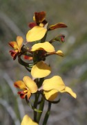 Diuris brumalis - Winter Donkey Orchid