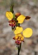 Diuris corymbosa - Common Donkey Orchid