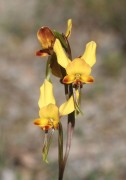 Diuris corymbosa - Common Donkey Orchid