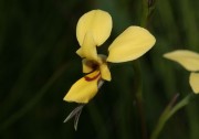 Diuris drummondii - Tall Donkey Orchid