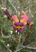 Diuris longifolia - Purple Pansy Orchid
