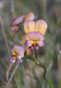 Diuris longifolia - Purple Pansy Orchid