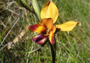 Diuris magnifica - Pansy Orchid
