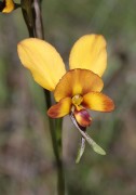 Diuris magnifica - Pansy Orchid
