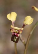 Diuris recurva - Mini Donkey Orchid
