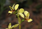 Diuris setacea - Bristly Donkey Orchid