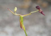 Drakaea elastica - Glossy-leafed Hammer Orchid