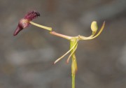 Drakaea elastica - Glossy-leafed Hammer Orchid