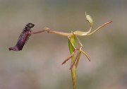 Drakaea gracilis - Slender Hammer Orchid
