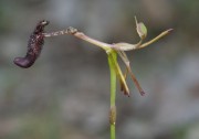 Drakaea gracilis x livida - Hybrid