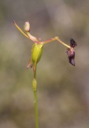 Drakaea isolata - Lonely Hammer Orchid