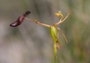 Drakaea isolata - Lonely Hammer Orchid