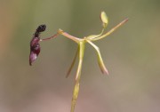 Drakaea micratha - Dwarf Hammer Orchid
