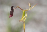 Drakaea thynniphila - Narrow-lipped Hammer Orchid