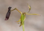 Drakaea thynniphila - Narrow-lipped Hammer Orchid