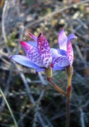 Elythranthera brunonis - Purple Enamel Orchid