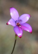 Elythranthera brunonis - Purple Enamel Orchid
