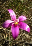 Elythranthera emarginata - Pink Enamel Orchid