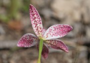Elythranthera emarginata - Pink Enamel Orchid