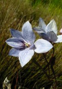 Epiblema grandiflorum Baby Blue Orchid