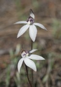 Ericksonella saccharata - Sugar Orchid