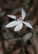 Ericksonella saccharata - Sugar Orchid