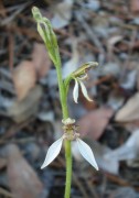 Eriochilus dilatatus subsp. multiflorus - Common Bunny Orchid
