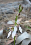 Eriochilus dilatatus subsp. multiflorus - Common Bunny Orchid