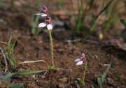 Eriochilus scaber - Pink Bunny Orchid