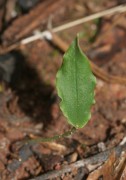 Eriochilus dilatatus subsp. undulatus - Crinkle-leafed Bunny Orchid