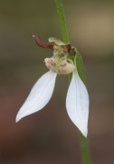 Eriochilus dilatatus subsp. undulatus - Crinkle-leafed Bunny Orchid