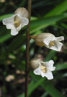 Gastrodia Bell Orchid