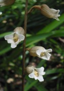 Gastrodia lacista - Bell Orchid