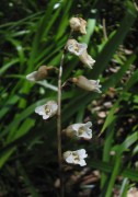 Gastrodia lacista - Bell Orchid