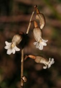 Gastrodia lacista - Bell Orchid