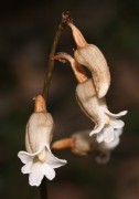 Gastrodia lacista - Bell Orchid