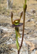 Leporella fimbriata - Hare Orchid