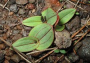 Leporella fimbriata - Hare Orchid