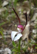 Leptoceras menziesii - Rabbit Orchid