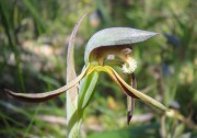 Lyperanthus serratus - Rattle Beaks