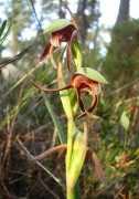 Lyperanthus serratus - Rattle Beaks